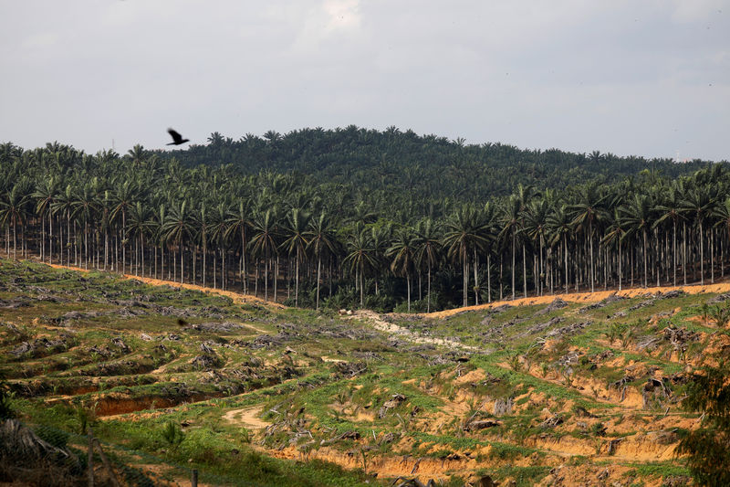 © Reuters. FILE PHOTO: Land that has been cleared is pictured at an oil palm plantation in Johor