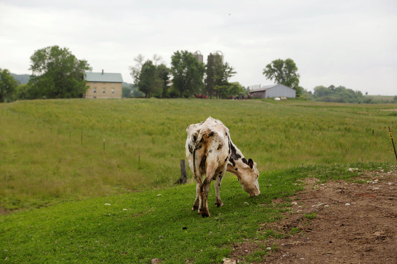 © Reuters. A dairy cow is seen grazing  at the family farm, God Green Acres in Mayville