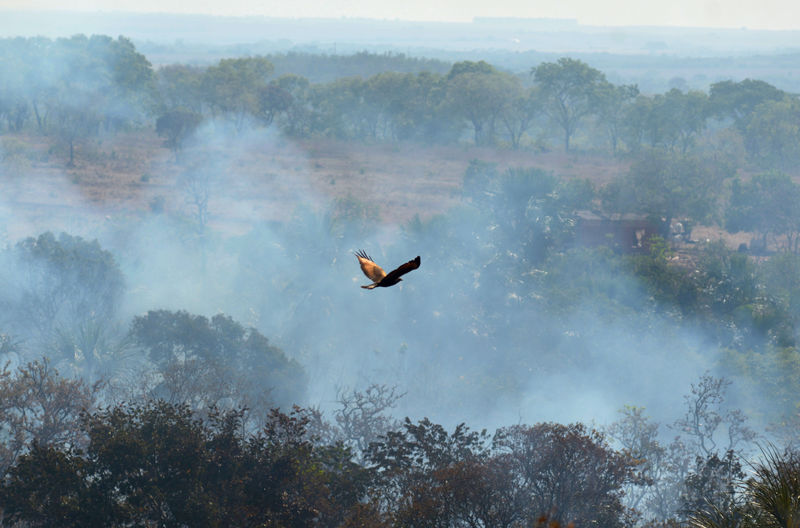 Amazonie: Sept pays de la région signent un pacte de protection de la forêt