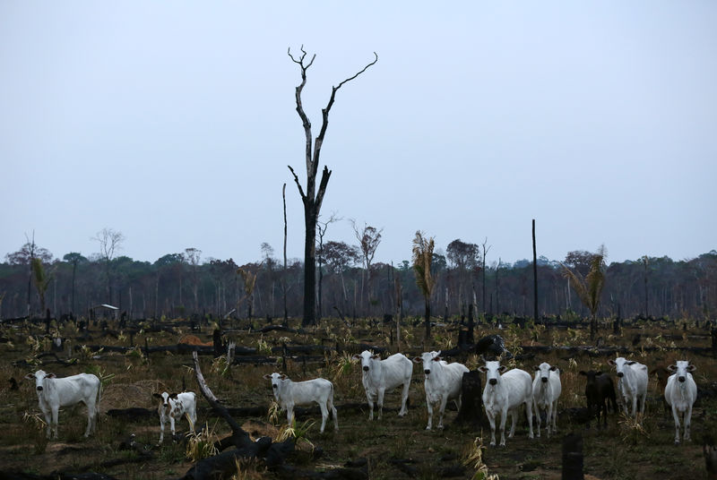 MPF solicita fiscalização a 43 frigoríficos que não possuem compromisso ambiental