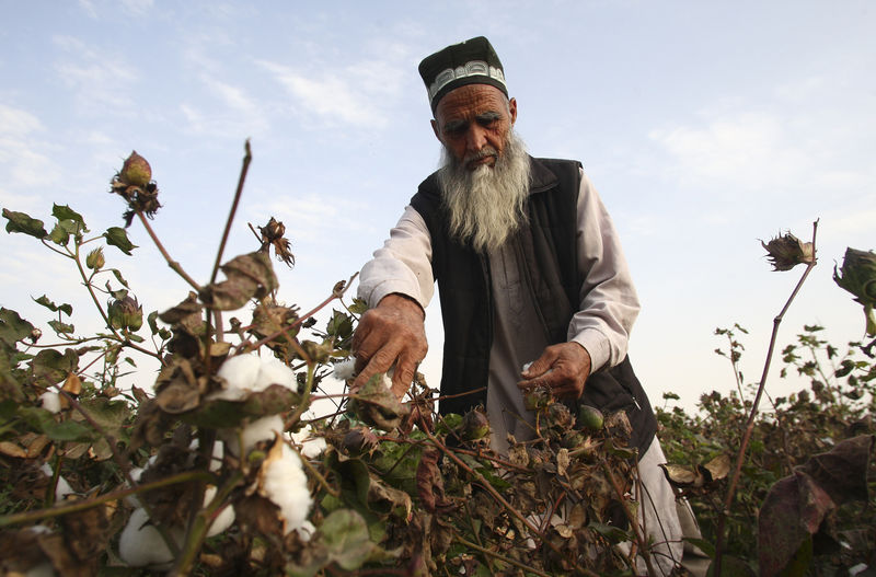 Таджикистан в 19г надеется получить максимальный за 7 лет урожай хлопка