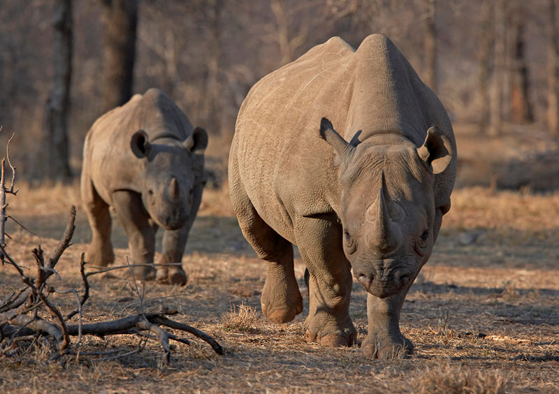 نقل 9 من وحيد القرن الأسود النادر إلى تنزانيا ضمن خطة لزيادة أعداده