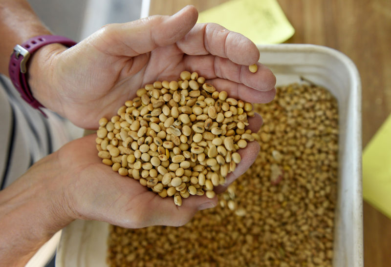 © Reuters. FILE PHOTO: Vannessa Kummer evaluates soybeans near Colfax, North Dakota