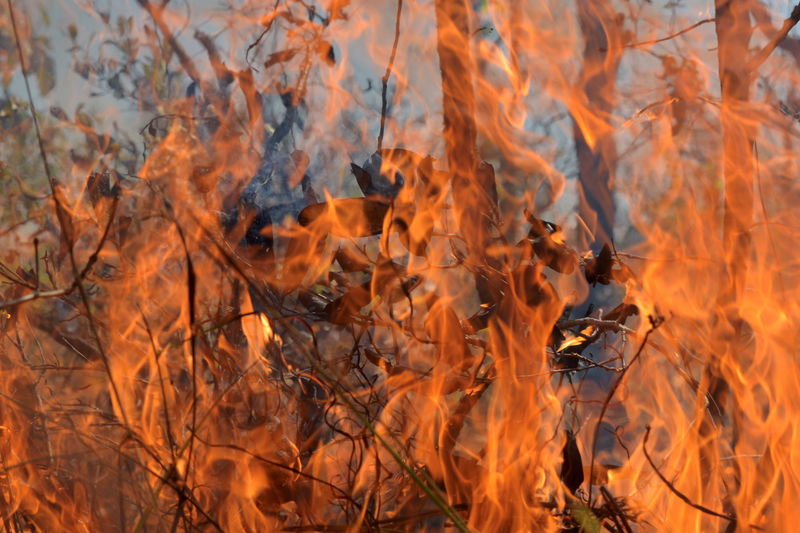 Enquanto o mundo olha para Amazônia, Cerrado e Pantanal também queimam