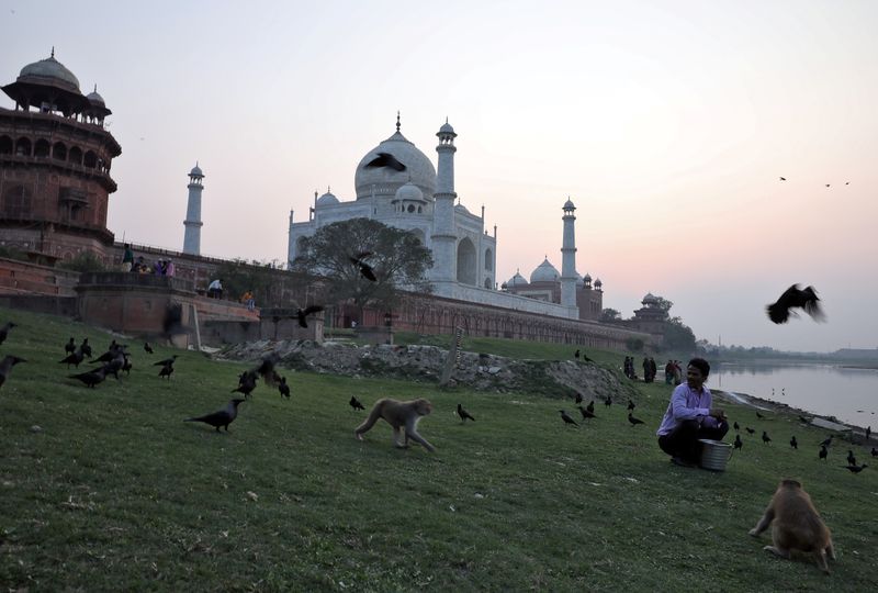 © Reuters. Monkeys walk as a man feeds birds outside the historic Taj Mahal in Agra