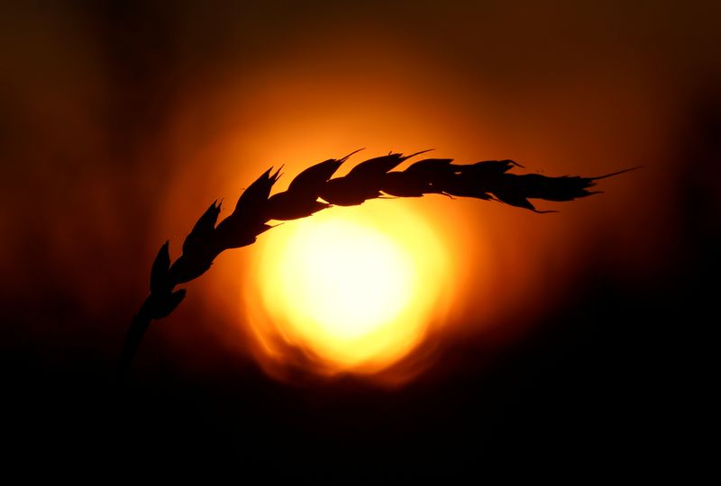 Сирия вновь объявила тендер на закупку 200.000 т пшеницы