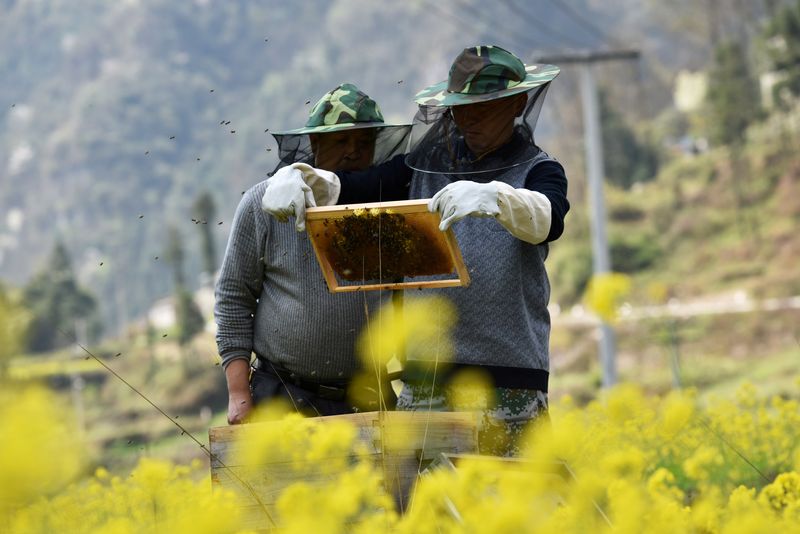 © Reuters. FILE PHOTO: Beekeepers check a beehive at a farm in Longli, Guizhou