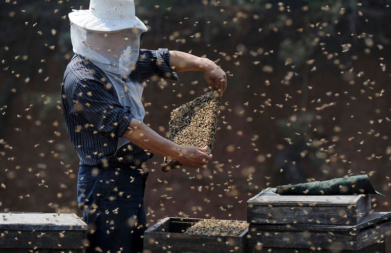 Coronavírus afeta produção de mel da China, maior produtora mundial