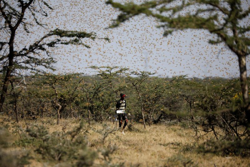 © Reuters. A man attempts to fend-off a swarm of desert locusts at a ranch near the town on Nanyuki in Laikipia county