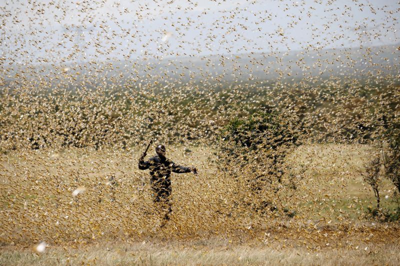 Corriendo contra el tiempo: África del Este se enfrenta a una nueva amenaza de langostas