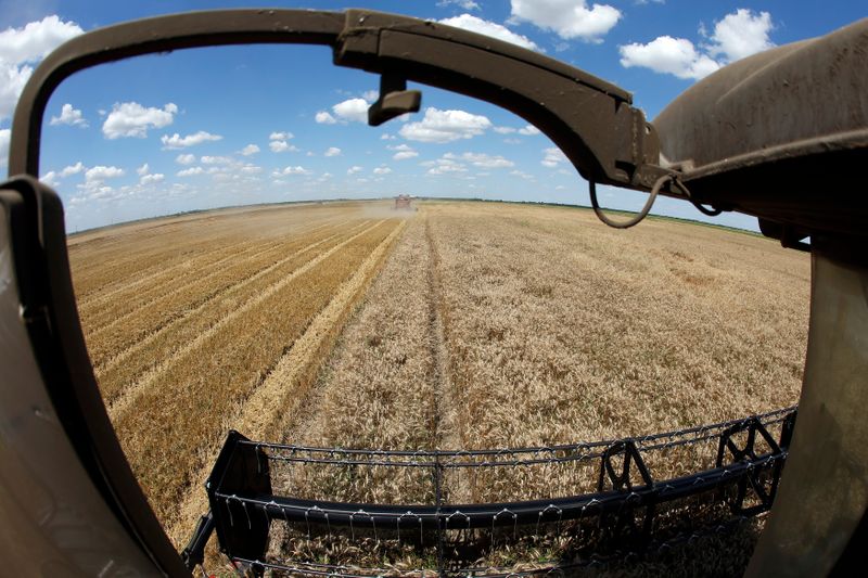 © Reuters. Поле пшеницы в Орезу