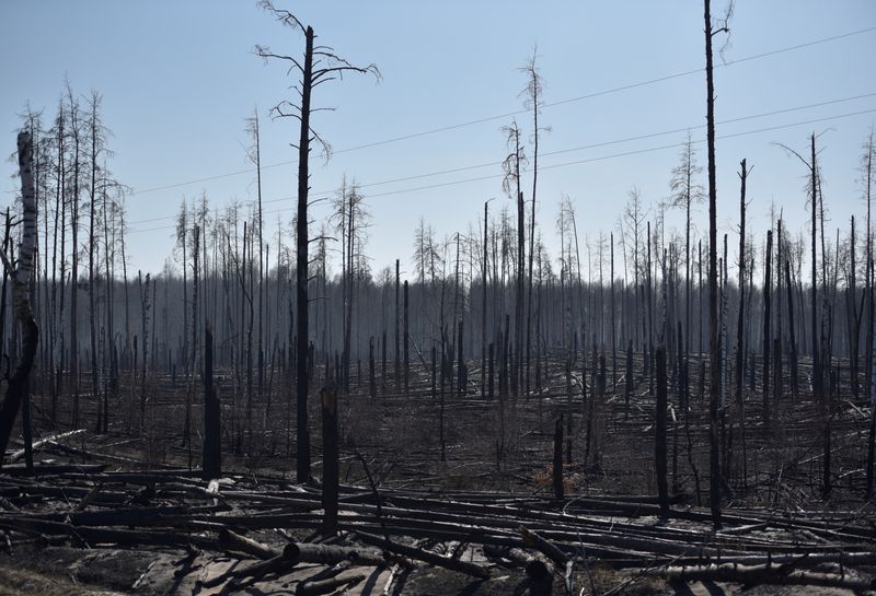 &copy; Reuters. Burned trees are seen after a forest fire outside the settlement of Poliske located in the exclusion zone around the Chernobyl nuclear power plant