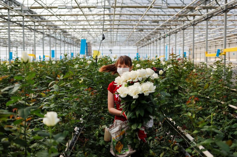 &copy; Reuters. Сотрудница в защитной маске в теплице производителя французских пионных роз в Калужской области Фея розы