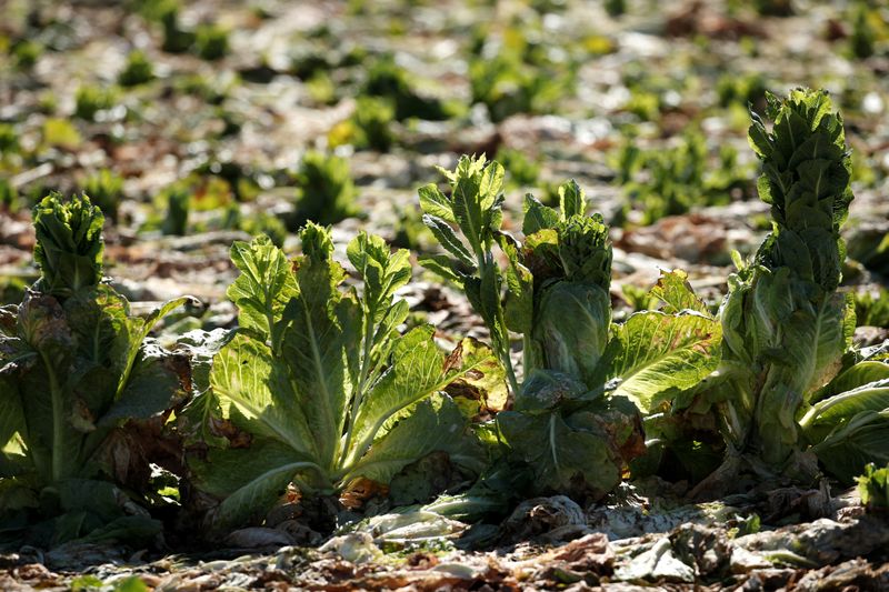 California farmer plows under lettuce after coronavirus shutters restaurant market