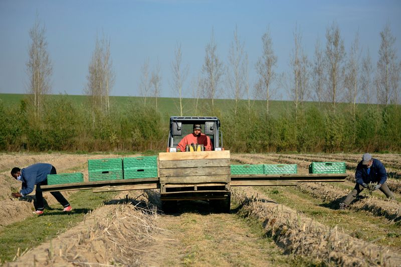 &copy; Reuters. Asparagus farmers struggle to find workers due to the coronavirus lockdown, in Rosoux