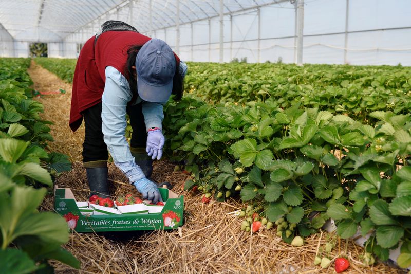 &copy; Reuters. Farmworker harvests strawberries in a glasshouse in Wepion