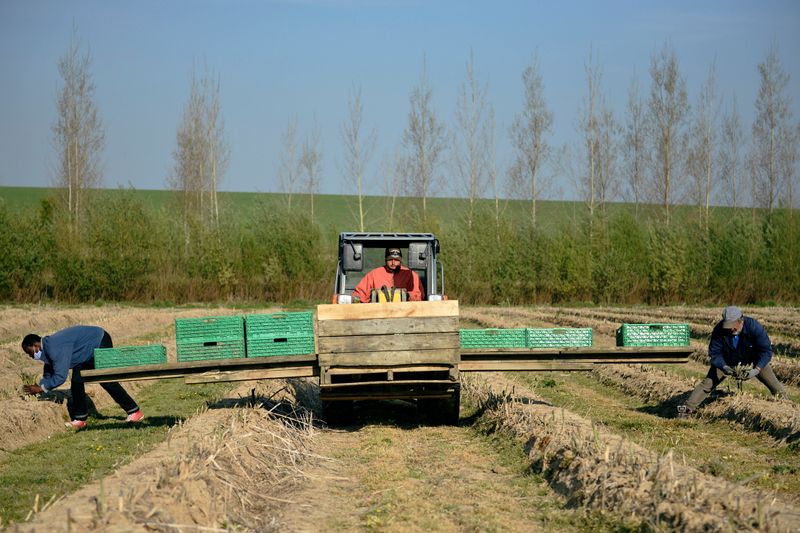 © Reuters. Asparagus farmers struggle to find workers due to the coronavirus lockdown, in Rosoux