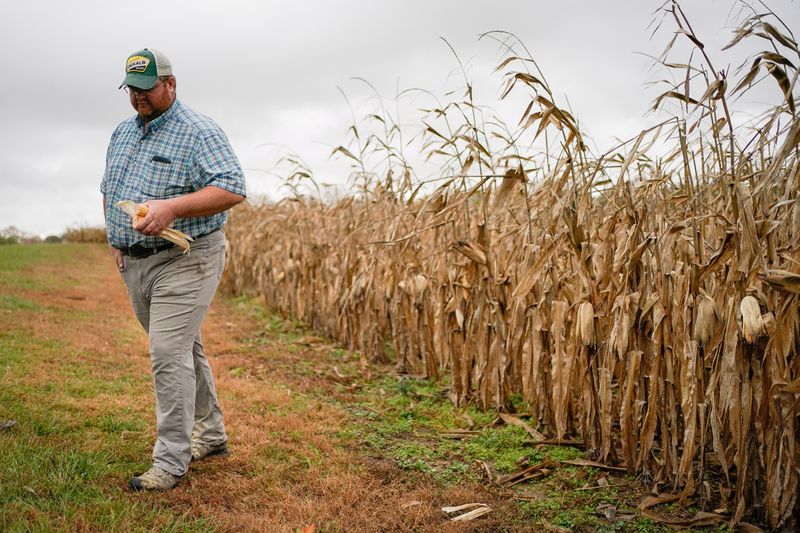 © Reuters. FILE PHOTO: Paul Hodgen walks past corn crop to be harvested on his farm in Roachdale