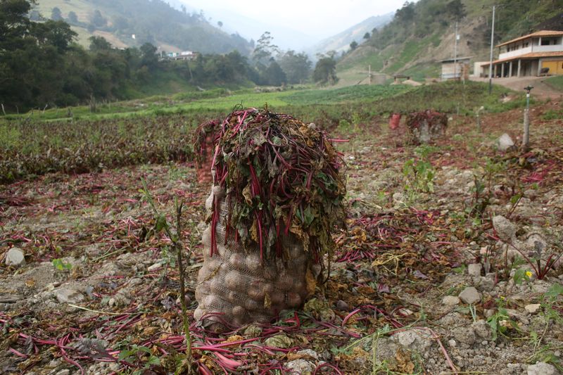 &copy; Reuters. A bag with rotten beets is placed at a crop during the nationwide quarantine as coronavirus disease (COVID-19) continues in La Grita