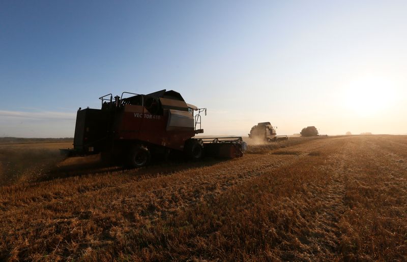 &copy; Reuters. Комбайны убирают пшеницу в поле в Красноярском крае