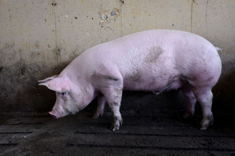 © Reuters. Hog farm in Kenyon, Minnesota
