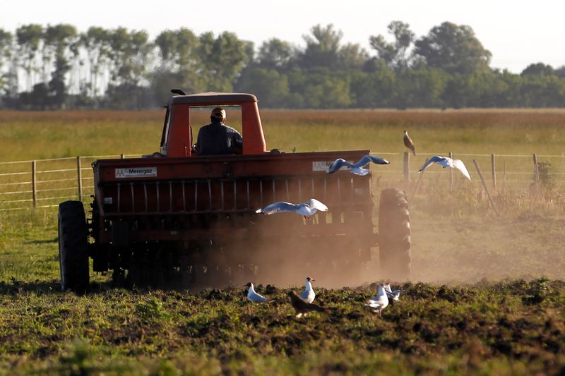 © Reuters. Agricultor realiza plantio de grãos em Estacion Islas, Argentina