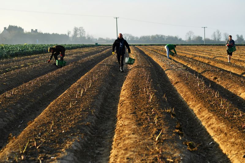 &copy; Reuters. Local residents pick asparagus as they work at Dyas Farms in Sevenscore