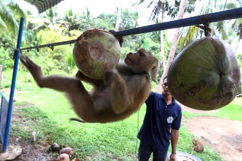 &copy; Reuters. Nirun Wongwiwat, 52, a monkey trainer, trains a monkey during a training session at a monkey school for coconut harvest in Surat Thani province