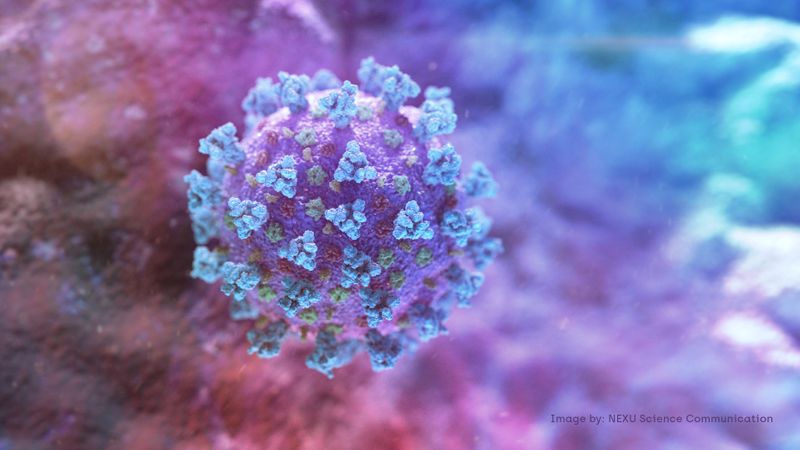 © Reuters. FILE PHOTO: A computer image created by Nexu Science Communication together with Trinity College in Dublin, shows a model structurally representative of a betacoronavirus which is the type of virus linked to COVID-19