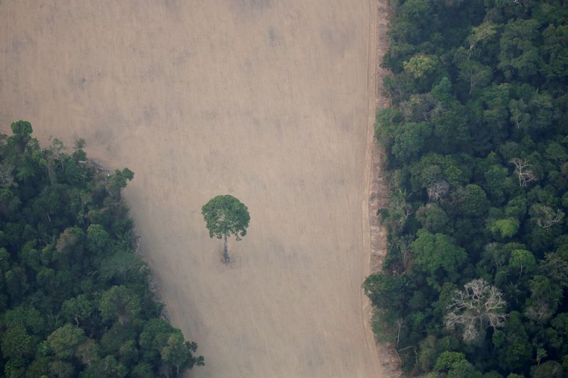 &copy; Reuters. Desmatamento da floresta amazônica