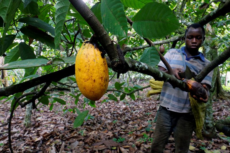 &copy; Reuters. FILE PHOTO: A farmer cuts a cocoa pod at a cocoa farm in Bobia, Gagnoa, Ivory Coast