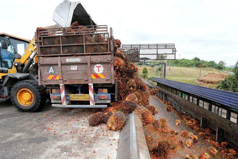 &copy; Reuters. FILE PHOTO: A worker unloads palm oil fruit bunches from a lorry inside a palm oil mill in Bahau, Negeri Sembilan