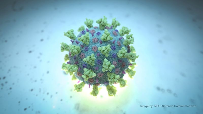 &copy; Reuters. FILE PHOTO: A computer image created by Nexu Science Communication together with Trinity College in Dublin, shows a model structurally representative of a betacoronavirus which is the type of virus linked to COVID-19