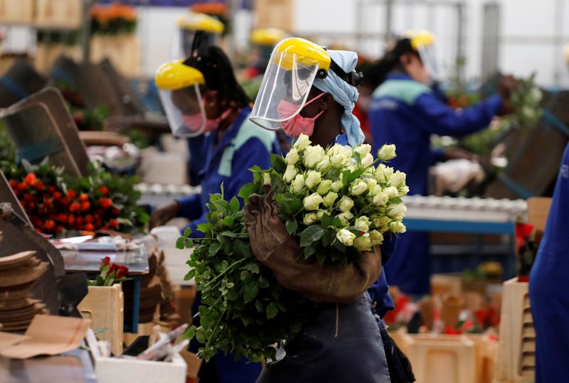 &copy; Reuters. A worker holds roses while wearing protective equipment to help fight against the spread of the coronavirus disease (COVID-19) on the packing line at the Maridadi flower farm in Naivasha