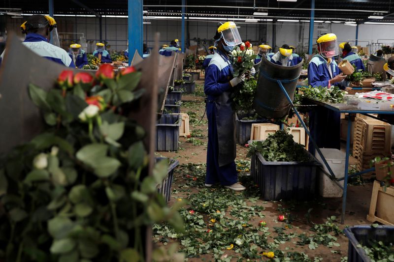 © Reuters. Workers sort roses on the packing line while wearing protective equipment to help fight against the spread of the coronavirus disease (COVID-19) at the Maridadi flower farm in Naivasha