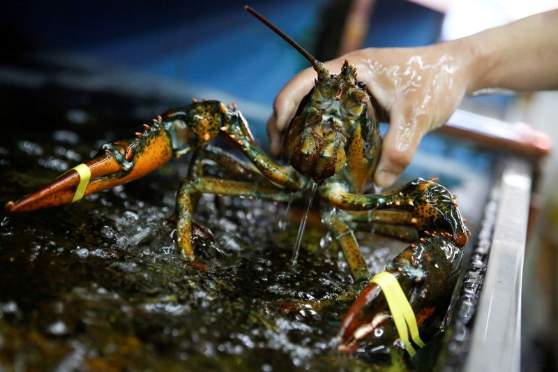 © Reuters. FILE PHOTO: A staff member takes a lobster that was imported from the U.S. from a water tank at a seafood retailer at a fish market in Beijing