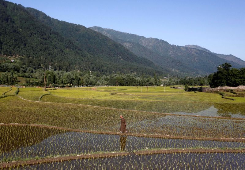 &copy; Reuters. A man walks in a filed covered with rice saplings at Kullan village