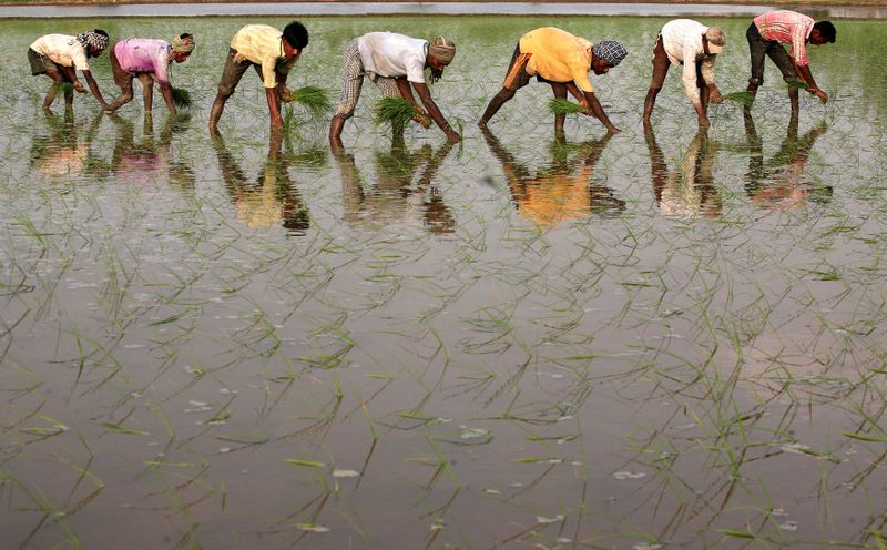 © Reuters. FILE PHOTO: Labourers work in a paddy field at Gunowal village in Punjab state