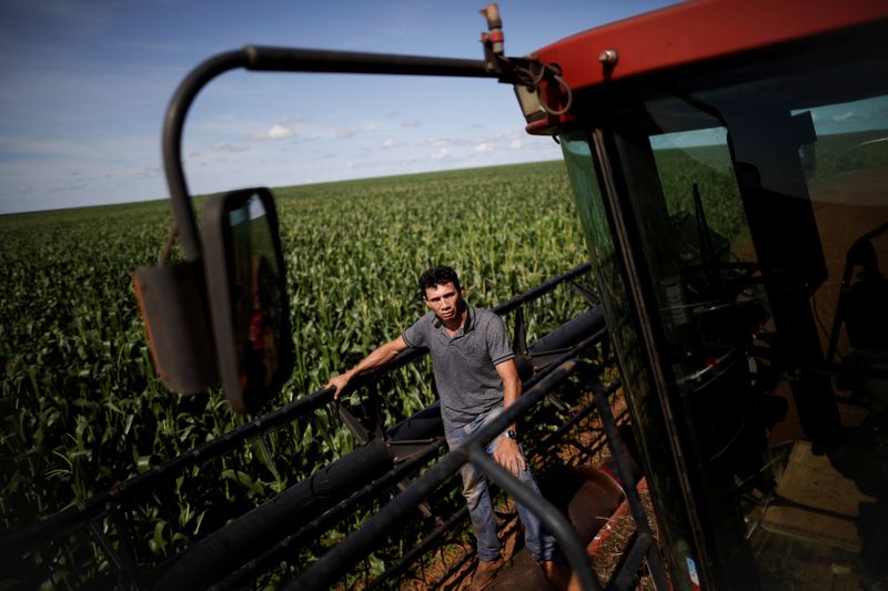 © Reuters. Agricultor em área plantada com milho em Campo Novo do Parecis (MT)