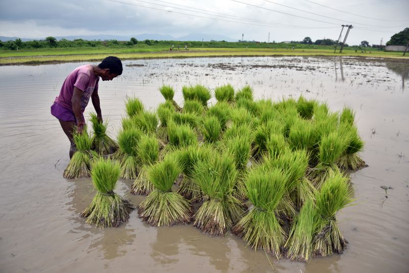 &copy; Reuters. FILE PHOTO: A farmer gathers saplings to be planted at a paddy field in a village in Nagaon district