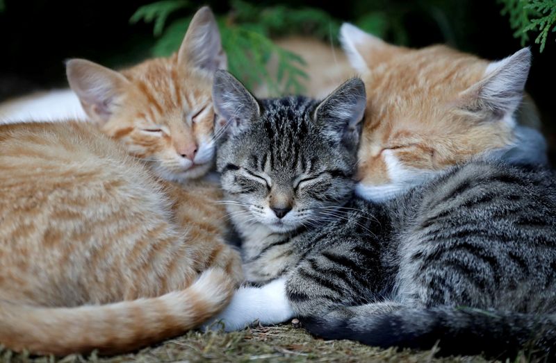 &copy; Reuters. FILE PHOTO: Cats sleep in the village of Krompach near the town of Cvikov