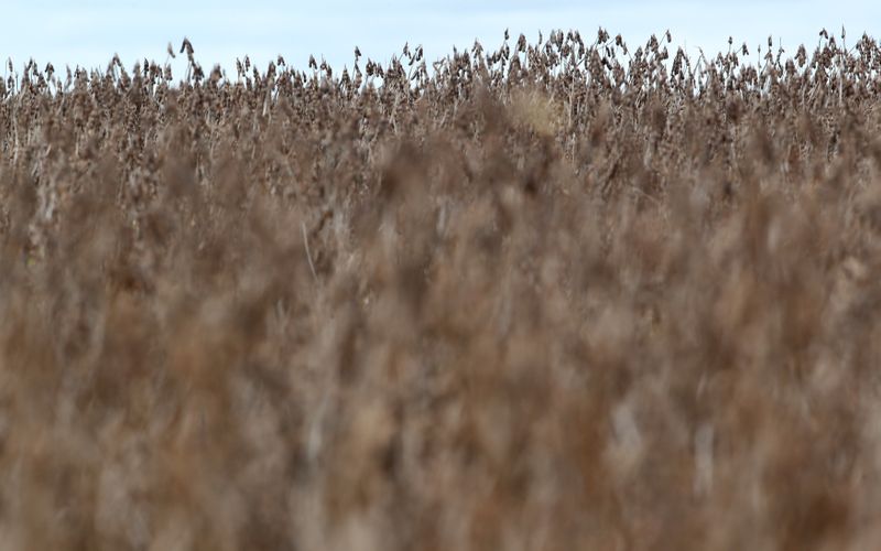 &copy; Reuters. Plantio de soja em Primavera do Leste (MT)