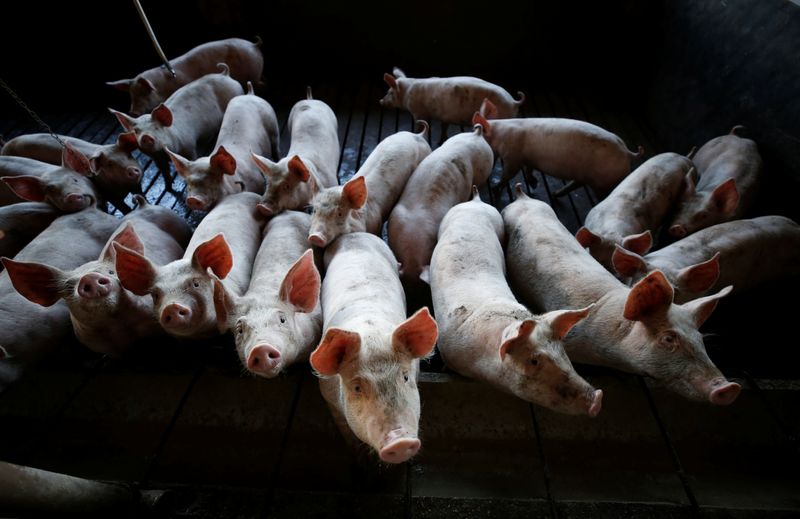 © Reuters. Criação de porcos em Carambeí (PR)