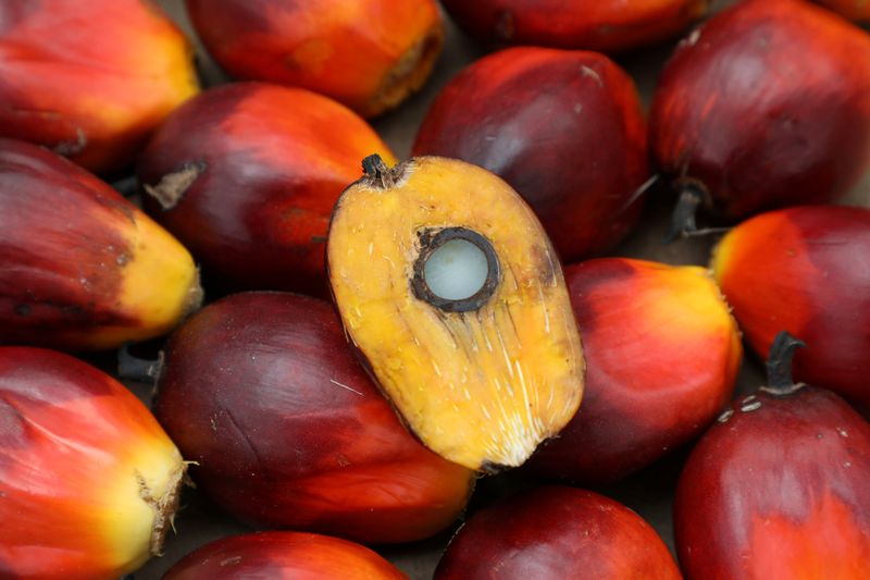 © Reuters. FILE PHOTO: A palm oil seed is seen at a plantation in Pulau Carey