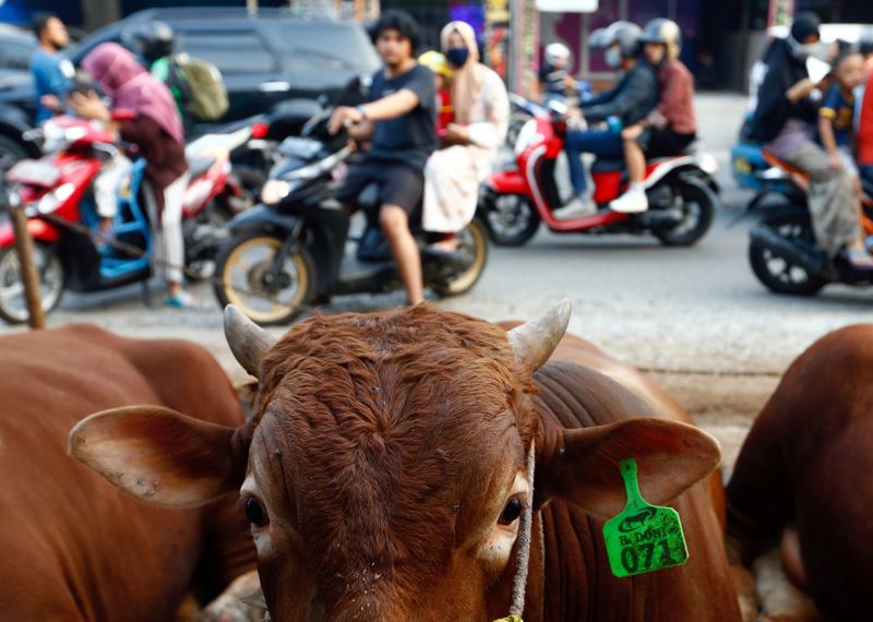 &copy; Reuters. Sacrificial cow is displayed at a cattle shop, in Depok