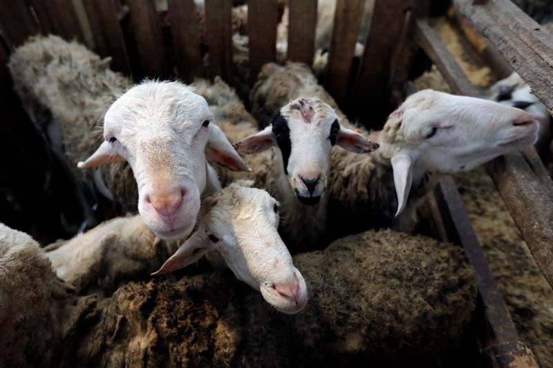 © Reuters. Sheep are pictured at the Mahir Farm, a goat and sheep feedlot, ahead of the Eid al-Adha, amid the spread of the coronavirus disease (COVID-19), in Bogor, West Java province