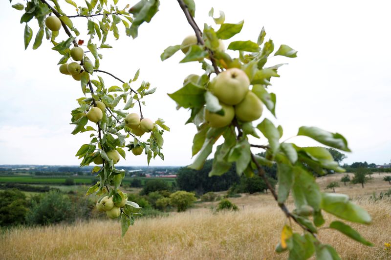 &copy; Reuters. FILE PHOTO: Apples are seen on a tree in an orchard near Borgloon