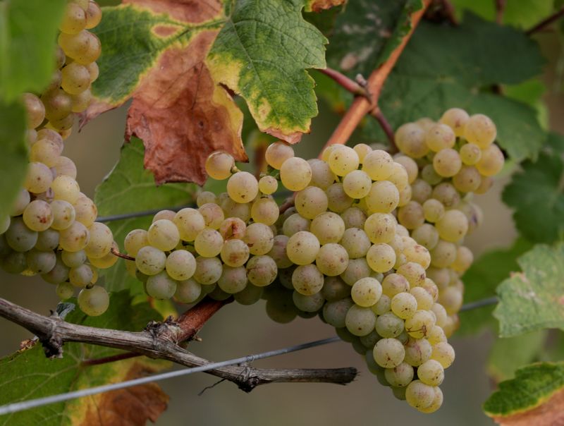 © Reuters. FILE PHOTO: Cluster of grapes is pictured in Bruendlmayers wineyard near Langenlois