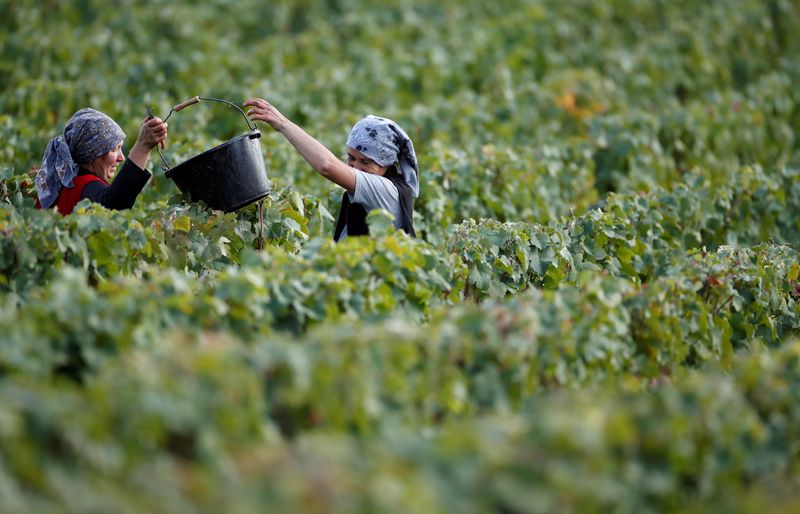© Reuters. FILE PHOTO: Workers collect grapes in a Taittinger vineyard during the traditional Champagne wine harvest in Pierry