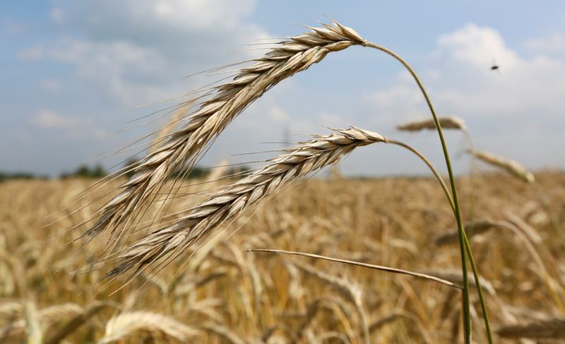 &copy; Reuters. Колосья пшеницы в поле под Красноярском